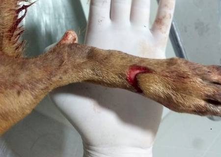 Após denúncias na internet, mãe e filho são multados em R$ 6 mil por maltratar cachorro