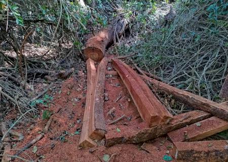 Polícia Ambiental autua campo-grandense por degradação, incêndio e exploração ilegal de madeira