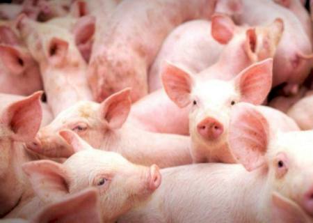 Suinocultura de Mato Grosso do Sul dá um salto em 2020, com biossegurança e sustentabilidade