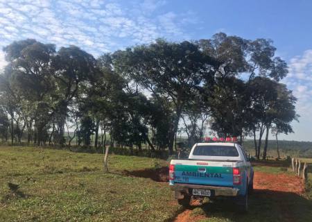 PMA de Batayporã autua infrator por desmatamento ilegal de vegetação do bioma protegido de Mata Atlântica