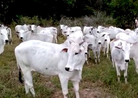 SAD anuncia leilão presencial de 38 bovinos da raça Nelore