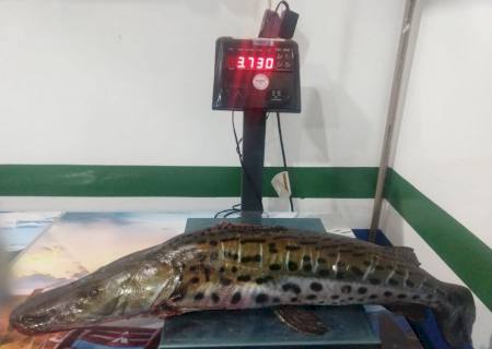 Polícia Ambiental prende e autua dois paranaenses por pesca predatória