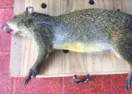 PMA recolhe cutia morta no Parque dos Poderes e doa a universidade