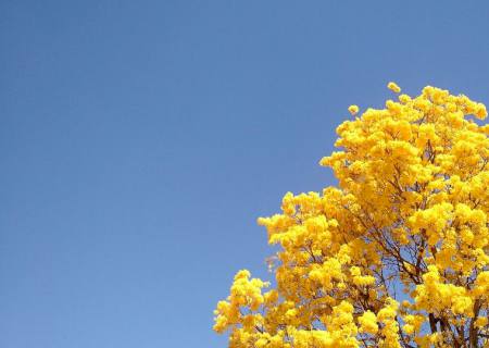 Ipê Amarelo