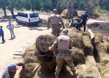 PRF apreende mais de 1,3 tonelada de maconha em Jaraguari