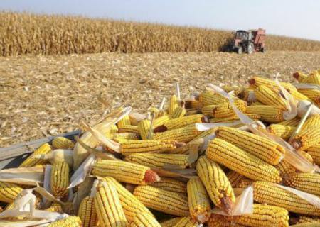 Mato Grosso do Sul tem a 5ª maior produção de grãos do país, com 19,9 milhões de toneladas