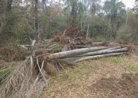 Fazendeiro é multado em R$ 16,5 mil por desmatamento e exploração de madeira em MS
