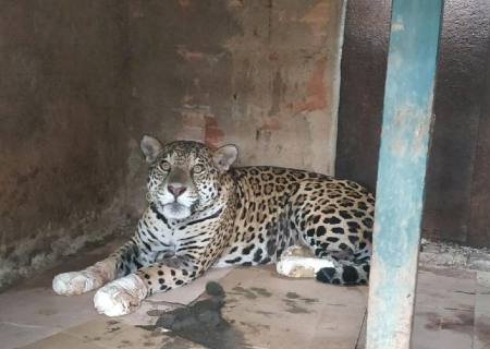 Mais de 100 animais silvestres foram resgatados no período das queimadas em MT
