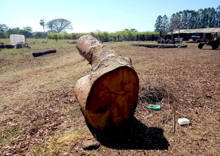 PMA autua proprietário rural em Brasilândia por derrubada de árvores