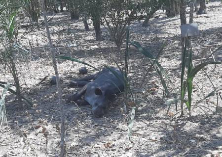 Anta que sofreu queimadura grave em incêndio morre no Cras