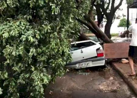 Árvore cai sobre carro durante temporal em Dourados