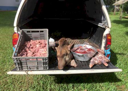 Polícia prende cinco caçadores por abate de anta, catetos e posse de arma de fogo