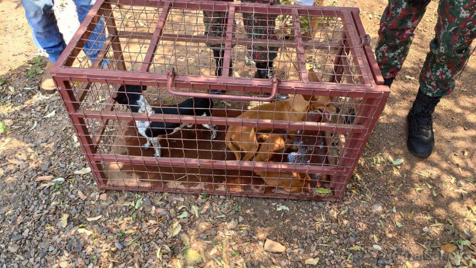 Após lei aumentar a pena, homem é preso em Bonito por maus-tratos a animais