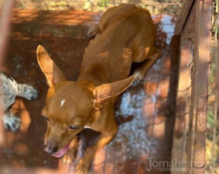 Após lei aumentar a pena, homem é preso em Bonito por maus-tratos a animais