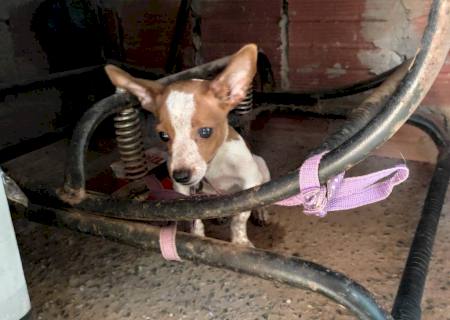 Após lei aumentar a pena, homem é preso em Bonito por maus-tratos a animais