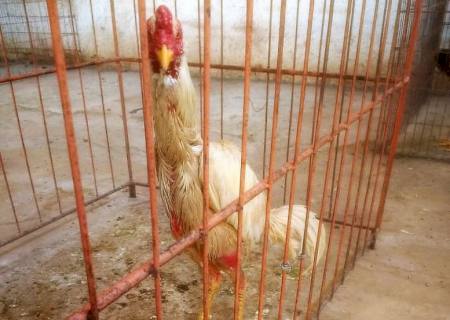 Homem é multado em R$ 43 mil por criar galos de rinha em MS