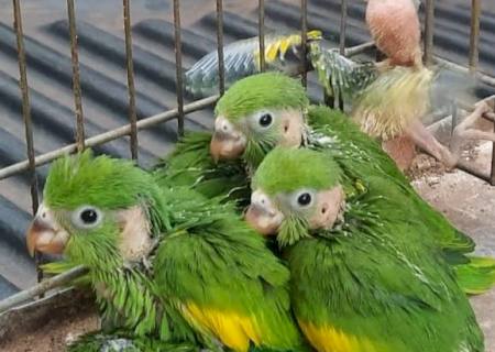 Polícia Ambiental de Jardim recolhe filhotes de periquitos abandonados