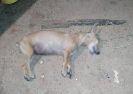 Idoso é autuado em R$ 3 mil após matar cachorra de vizinha a pauladas em Anastácio
