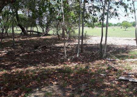Polícia Ambiental autua paulistano por degradação de matas ciliares em Brasilândia
