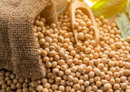 Ferrugem da soja já causou R$ 150 bilhões em prejuízos no Brasil