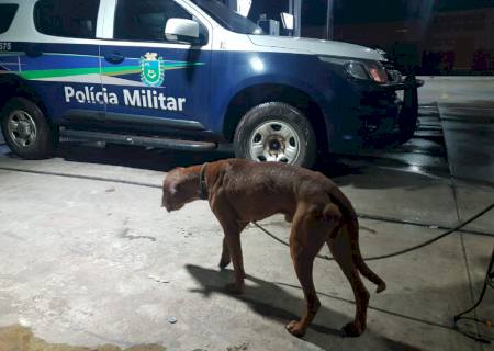 Polícia Militar resgata animal que sofria maus-tratos em Paranaíba