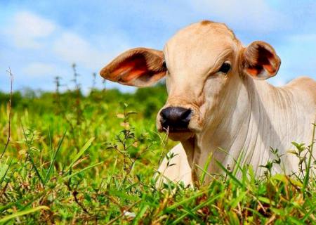 Rebanho bovino cresce em 2019, influenciado pelo cenário externo