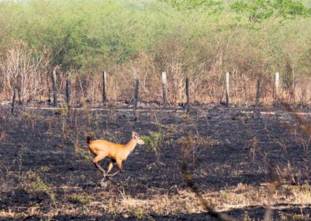 Engajamento da população é vital para evitar incêndio na natureza