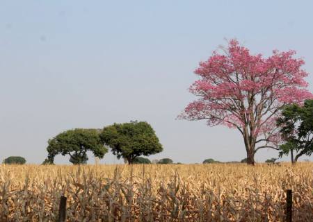 Meteorologia prevê semana com temperaturas elevadas e baixa umidade do ar