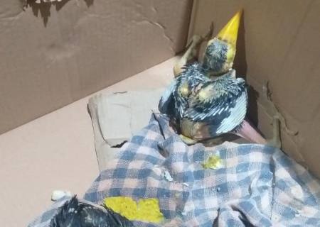 Policiais ambientais recolhem filhotes de tucano abandonados em ninho