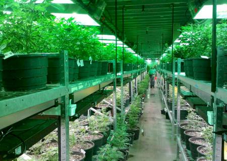 Argentina libera cultivo de maconha para fins medicinais