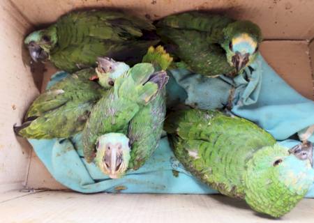 Assaltante é autuado em R$ 25 mil por manter filhotes de papagaio em cativeiro