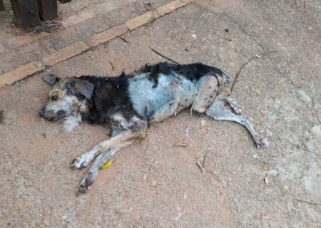 Homem é multado em R$ 2 mil por maus-tratos a cachorro