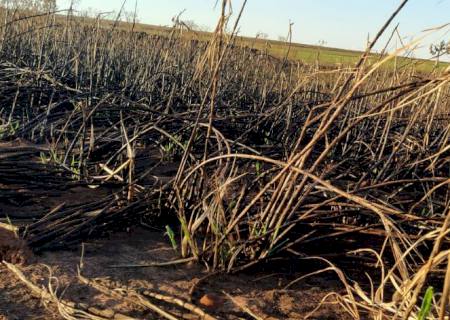 Usina sucroenergética é multada em R$ 660 mil por incêndio em vegetação na cidade de Jateí