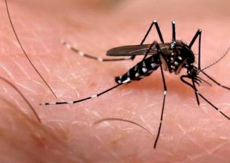 Aumenta preocupação com doenças ligadas ao Aedes aegypti no verão