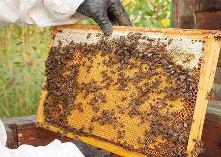 Apicultura em MS é reconhecida por qualidade e caminha para produção orgânica