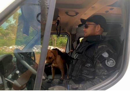 Covid, um cão vira-lata, encontra amor e cuidado em grupo operacional da Agepen e vira mascote