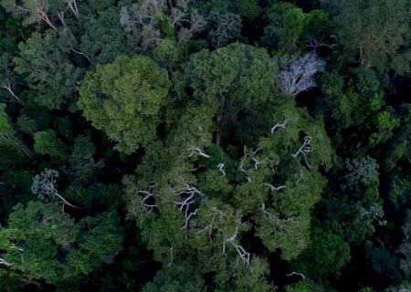 Savanização da Amazônia e calor podem ser fatais para saúde humana
