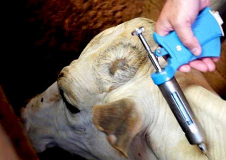 Brasil inicia 2ª etapa da campanha de vacinação contra febre aftosa