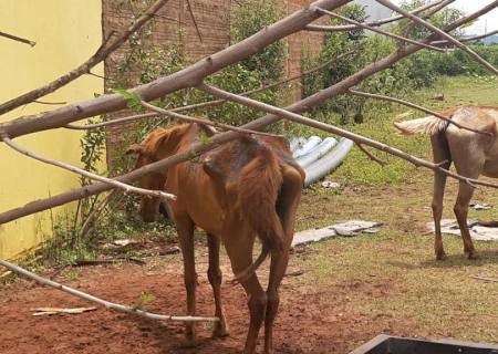 Homem é autuado pela Polícia Ambiental por deixar cavalos sem alimento