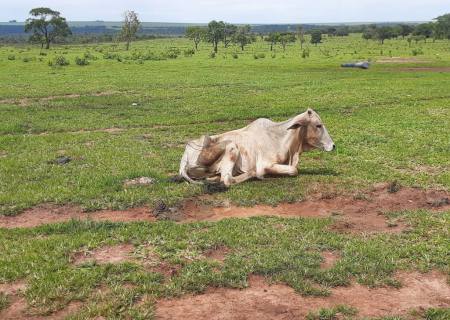 PMA autua infrator em R$ 8 mil por maus tratos devido a morte de 14 animais bovinos em Chapadão do Sul