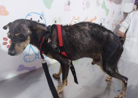 Polícia Ambiental autua homem por deixar cachorro em situação de penúria