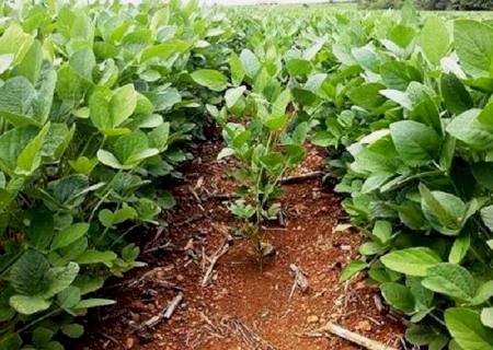 Com 60% comercializada, safra de soja está em pleno desenvolvimento em MS