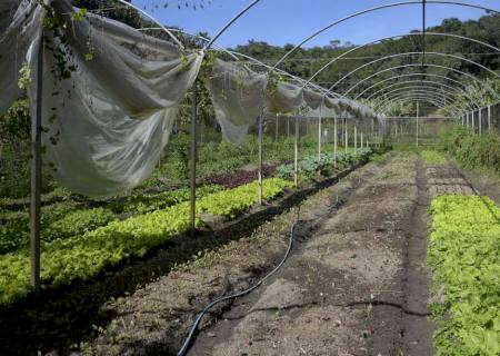 Instrução normativa prevê boas práticas para produção de folhosas