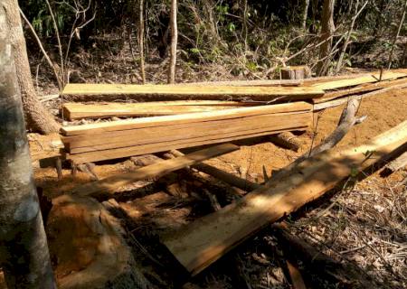 Polícia Ambiental autua capataz por exploração de madeira em área protegida de reserva legal