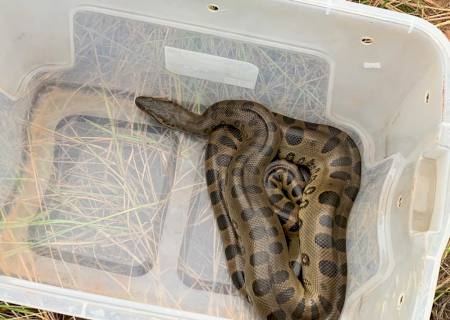 Sucuri de dois metros é capturada em residência de Taquarussu