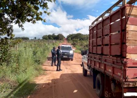 Polícia Militar intercepta furto de gado e prende duas pessoas em MS