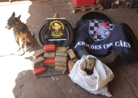DOF com apoio de cães farejadores apreende 74 kg de maconha em Itaquiraí
