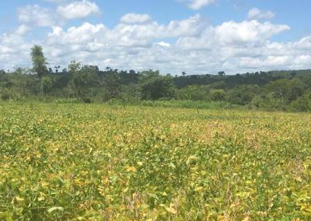 Fazendeira é multada em R$ 18 mil por plantio de soja em área de vegetação nativa