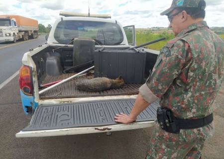 Lobinho atropelado é resgatado por policiais da Ambiental em MS