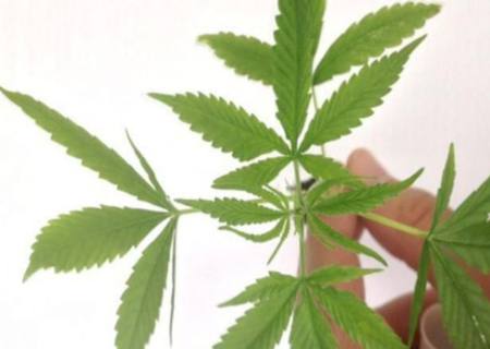 Congresso do México aprova lei que legaliza a maconha